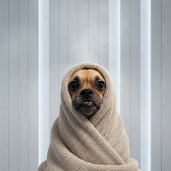 Spa Day pet portrait - relaxing dog 4 #view-dog