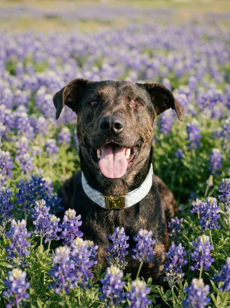 Bluebonnet pet portrait - brindle dog in bluebonnet field 1 #view-dog