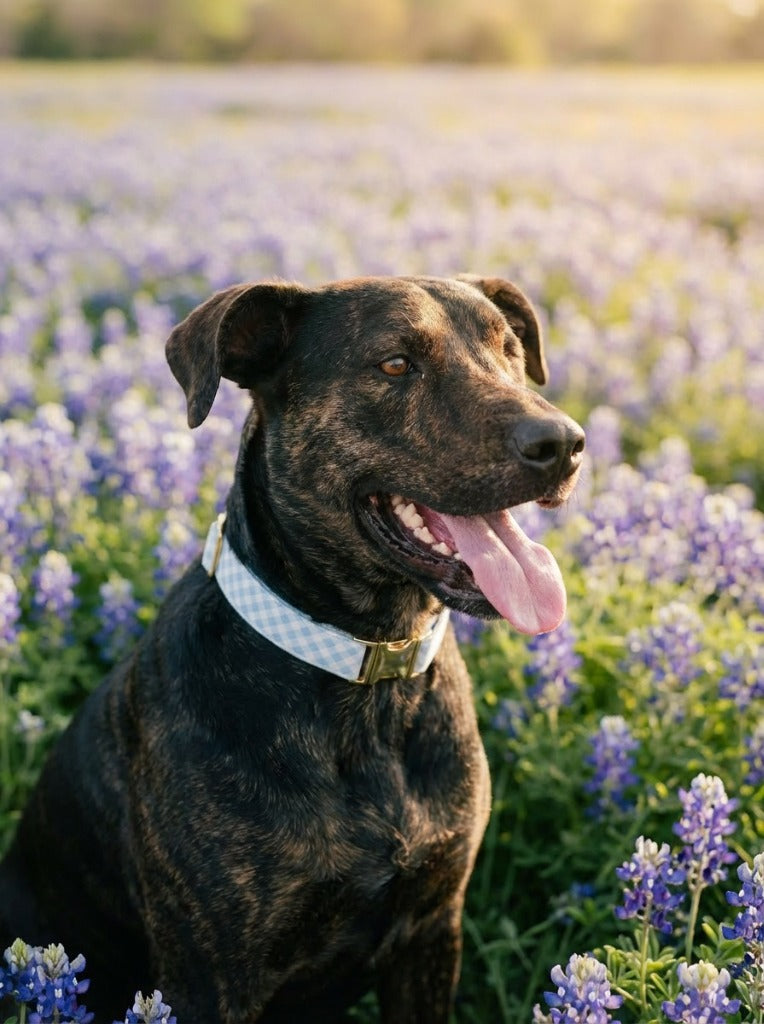 Bluebonnet pet portrait - brindle dog in bluebonnet field 2 #view-dog