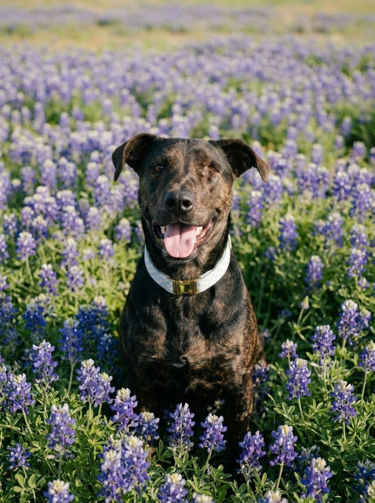 Bluebonnet pet portrait - brindle dog in bluebonnet field 3 #view-dog