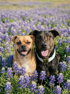 Bluebonnet pet portrait - brindle dog in bluebonnet field 5 #view-dog